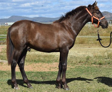 Buckskin Horse Color Chart