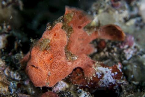 Posterazzi: A well-camouflaged frogfish waits to ambush prey Stretched Canvas - Ethan ...