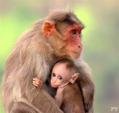 Adorable Animal Mom and Baby Photos | Animals