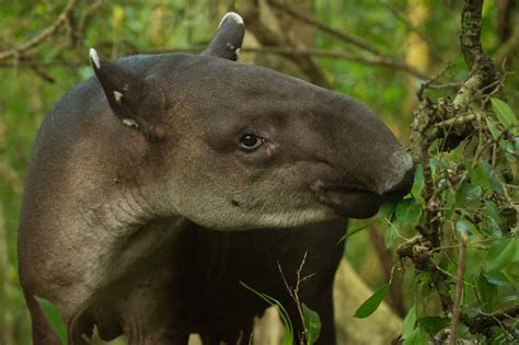 Costa Ricans Aim to Save the Tapir through Nai Conservation