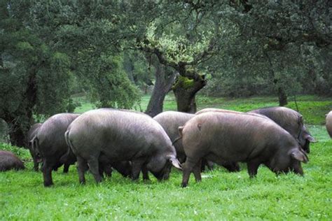 Pig Breeds - Iberian | Pig breeds, Iberian pig, Heritage breeds