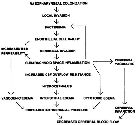 Pathophysiology - Bacterial Meningitis