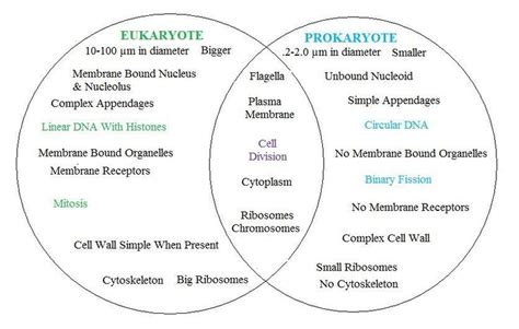 Autotrophs Vs Heterotrophs Venn Diagram