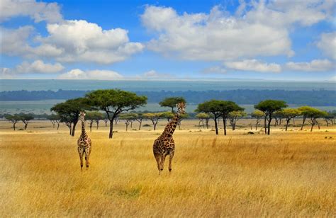 Best Places To See Giraffes In Africa [Expert Advice]