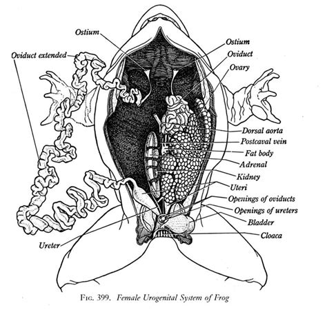 Internal anatomy of the frog | Frog dissection worksheet, Frog ...