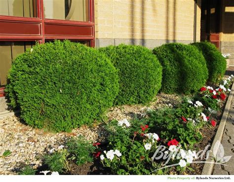 Thuja occidentalis ‘Little Giant’ | Kiefer Nursery: Trees, Shrubs, Perennials