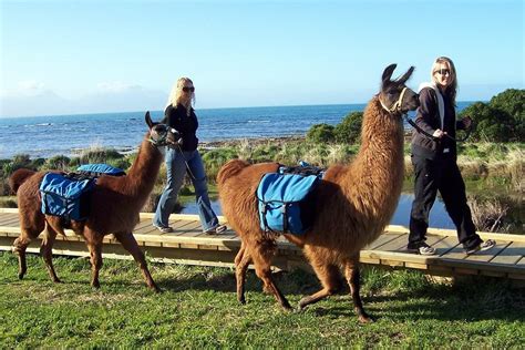 17 Surprising Facts About Llama Trekking - Facts.net