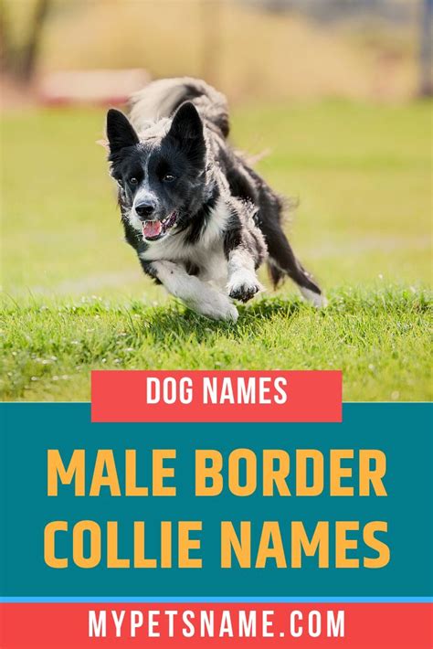 Male Border Collie Names | Dog names, Border collie names, Border collie