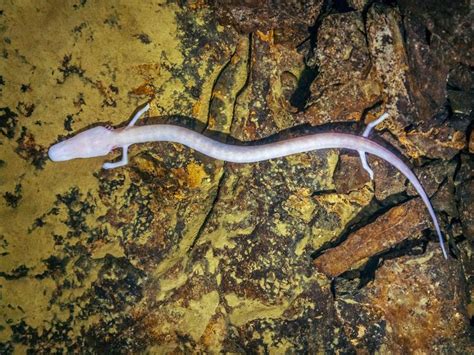 Rare European cave salamander stayed in the same spot for seven years | Wildlife facts ...