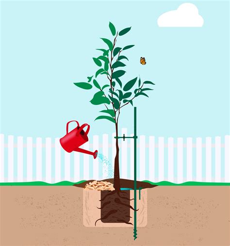 Follow These 5 Essential Steps for Tree Planting Success