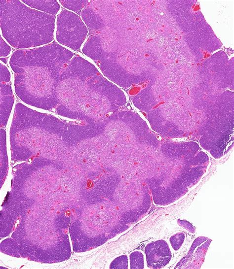 Thymus Gland Histology