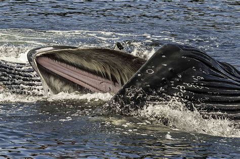 12 Facts You May Not Know About Humpback Whales