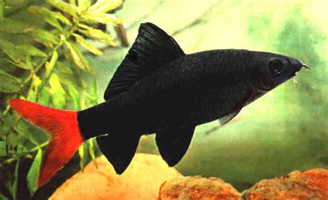 Aquarium Fish: Red Tailed Black Shark