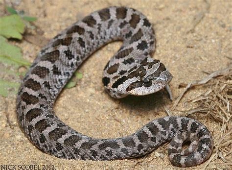 Eastern Hognose Snake | Heterodon platirhinos August, 2012.… | Flickr ...