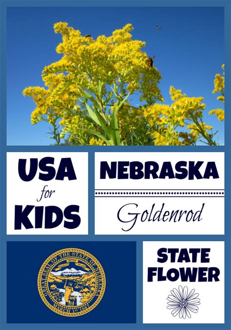 Nebraska State Flower - Goldenrod by USA Facts for Kids