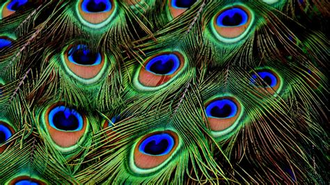 Wallpaper Peacock feathers close-up 3840x2160 UHD 4K Picture, Image