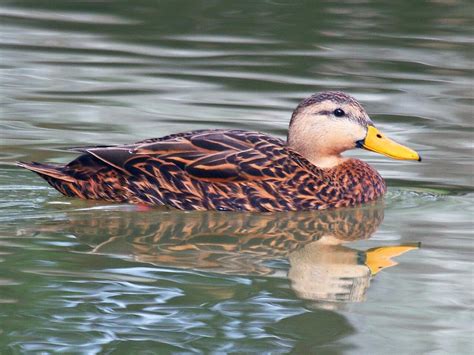 13 Types of Ducks in Texas (With Pictures) - Animal Hype