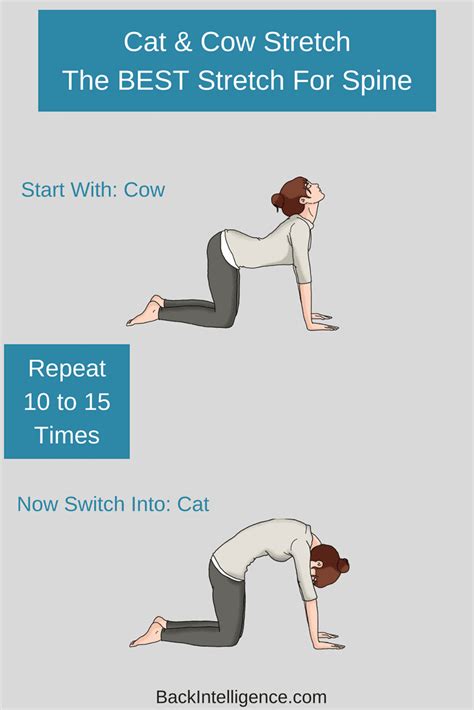 Cat And Cow Stretch For Back Pain Relief - The Cat Cow Pose