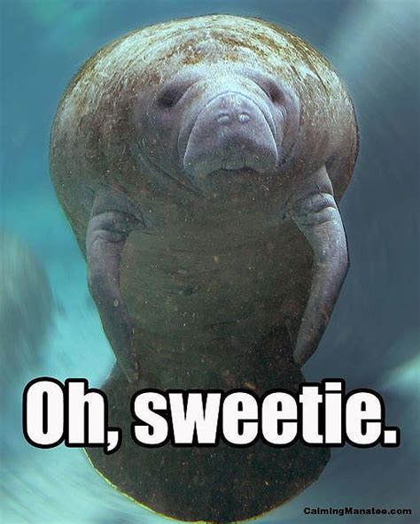 20 Calming Manatee Memes That Perfectly Describe Your Life | Manatee, Sea cow, Animals