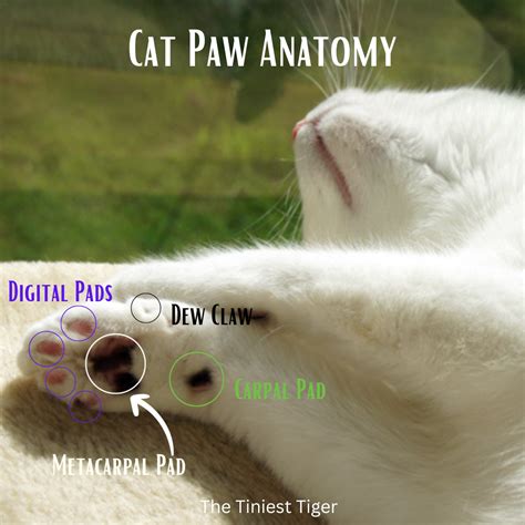 Cat Paw Anatomy - The Tiniest Tiger