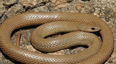 Common Backyard Snakes In Texas | Fasci Garden