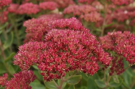 Autumn Joy Stonecrop [Sedum spectabile 'Autumn Joy'] in 2021 | Water wise landscaping, Spring ...