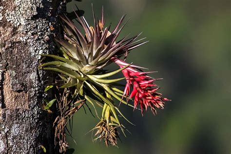 Epiphytes and Air Plants Archives | Gardener's Path