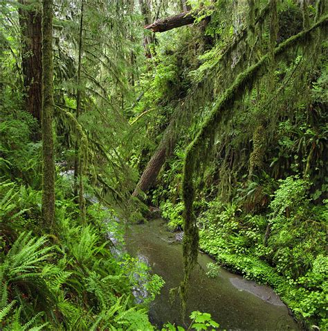 Quinault Rain Forest | West slope of the Olympic Peninsula, … | Flickr