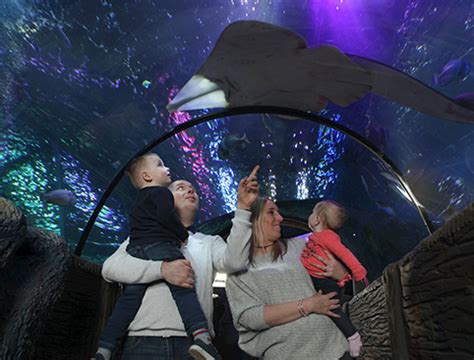 Buy Blackpool Sea Life Centre Tickets - AttractionTix