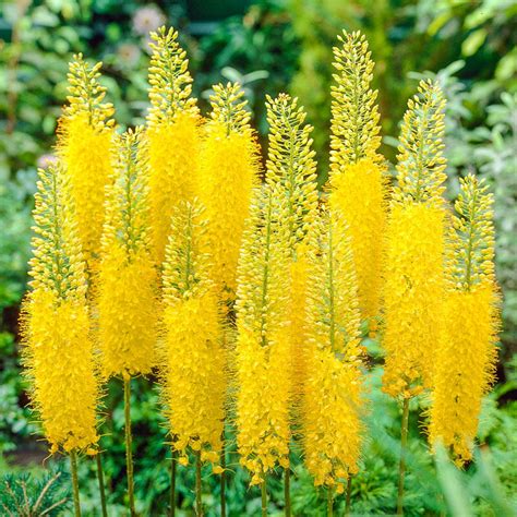 Shop Yellow Foxtail Lily | Breck's