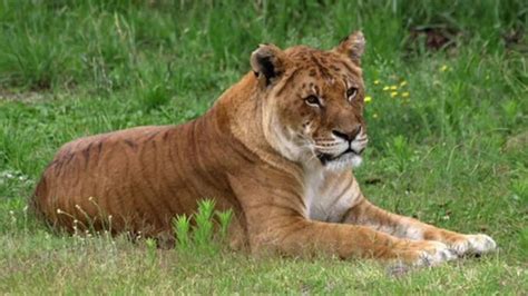 Ligers and Tigons and Zorses, Oh My! Are These Hybrid Animals Real? Ligers, Zorse, Rare Cats ...