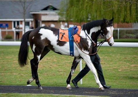 Modern Society - a Skewbald Thoroughbred in England. | Horses, Horse breeds, Horse painting