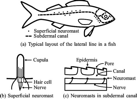 Schematics of lateral line system in fish. | Download Scientific Diagram