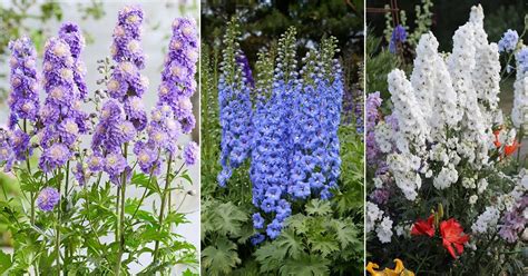 20 Most Beautiful Types of Delphinium Varieties | Balcony Garden Web