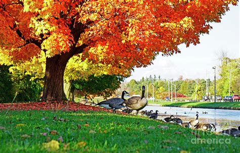 Canada Geese Under Red Maple Tree Photograph by Charline Xia - Fine Art ...