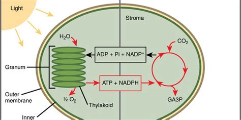 How Do Plants Produce Oxygen? - World Today News