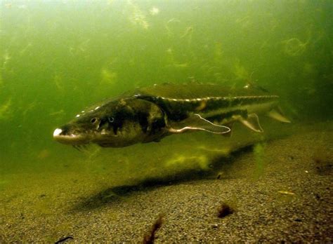 Movement and Population Dynamics of Green Sturgeon | Dr. Alli N. Cramer