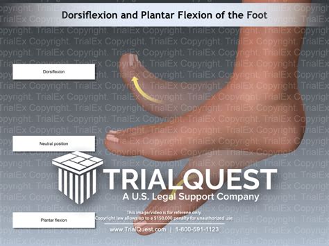 Dorsiflexion and Plantar Flexion of the Foot - TrialQuest Inc.