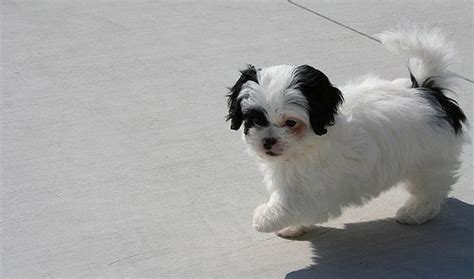 Peekapoo (Pekingese-Poodle Mix) Information, Temperament, Puppies, Training, Pictures