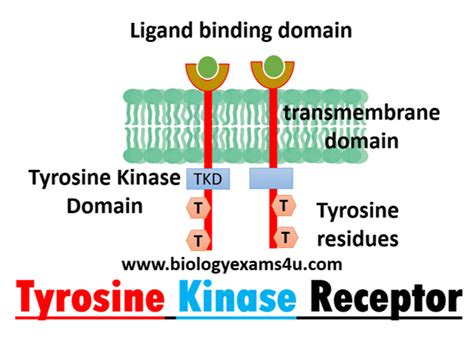 Receptor Tyrosine Kinase Pathway