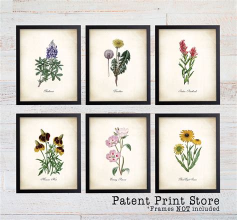 Texas Wildflower Botanical Art Prints. Botanical Print. Wildflower ...