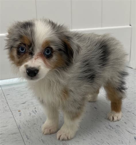 Mini Australian Shepherd Puppy