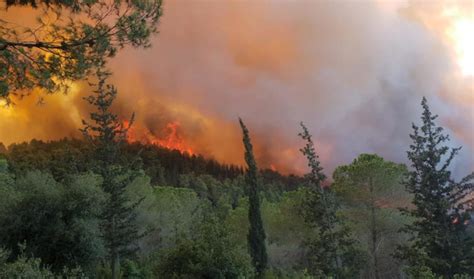 Here's how Israel can fight forest fires - The Jerusalem Post