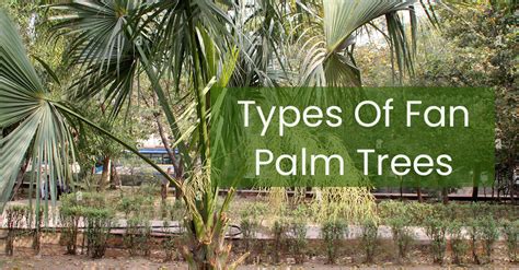 Most Popular Fan Palm Tree Types and Varieties To Grow - EmbraceGardening