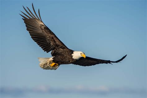 Bald Eagles Soar Over Long Island Once Again