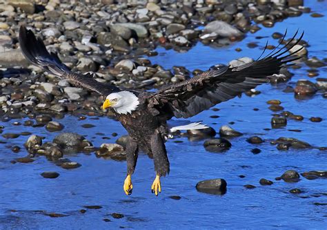 Eagle landing 1 Photograph by Evergreen Photography | Fine Art America