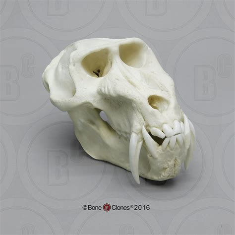 Monkey Skull (Mandrill Baboon - male) Cast Replica - Mandrillus sphinx | Darwin and Wallace: A ...