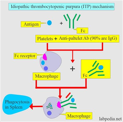 Idiopathic Thrombocytopenic Purpura Diagram