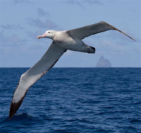 How majestic is this wandering Albatross, spotted gliding around beautiful Lord Howe Island ...