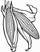 Corn Coloring Pages  Best Coloring For Kids sketch template